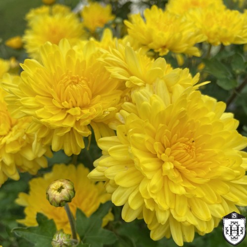 Chrysanthemum 'Juno' - Krüsanteem 'Juno' P9/0,55L